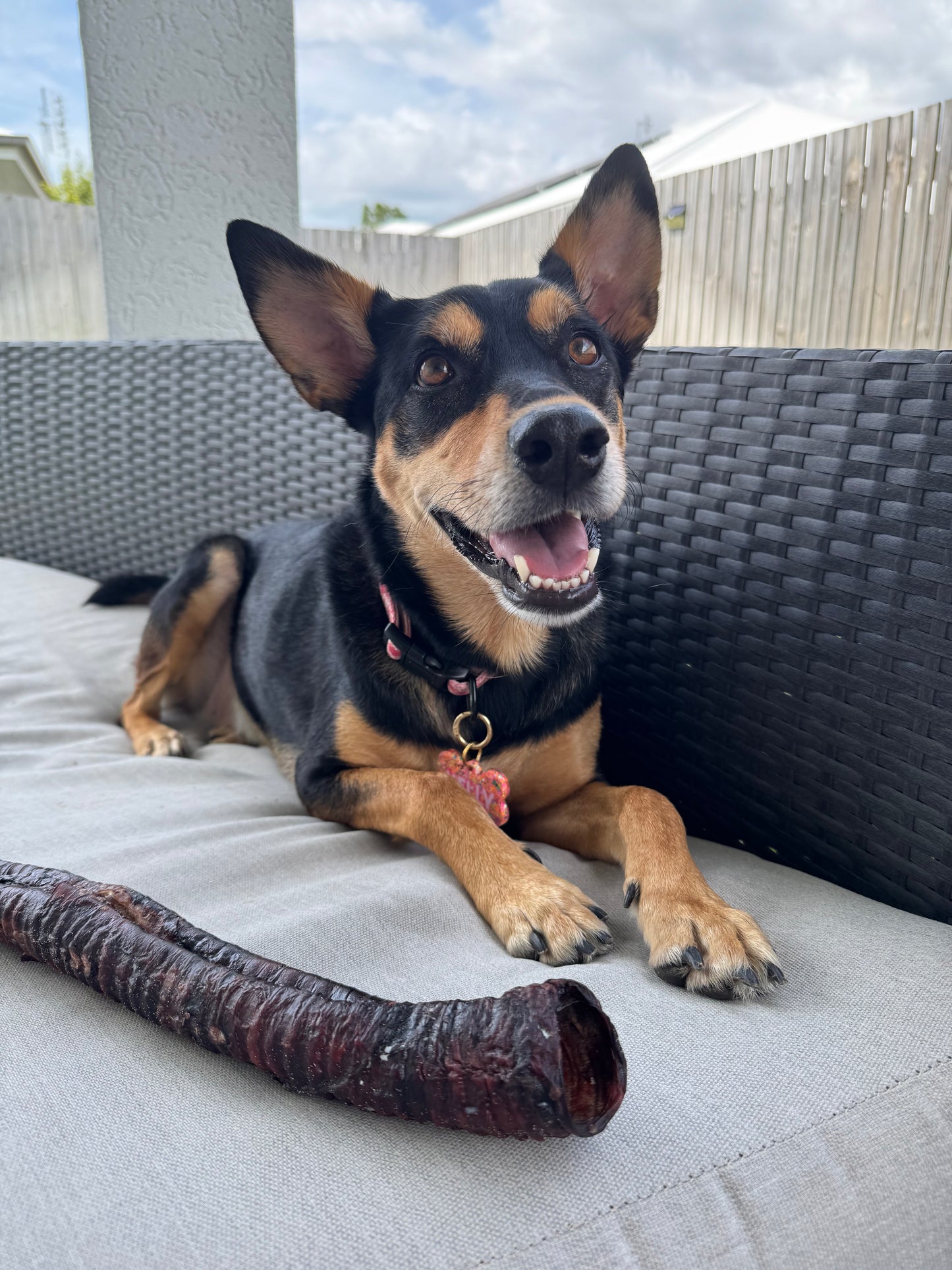 MEGA Moo Tube (Beef Trachea) - Tags & Home