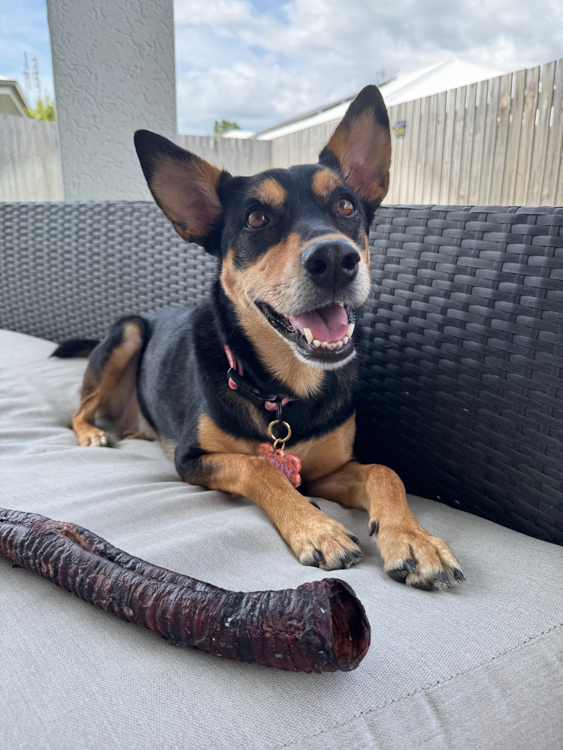 MEGA Moo Tube (Beef Trachea) - Tags & Home